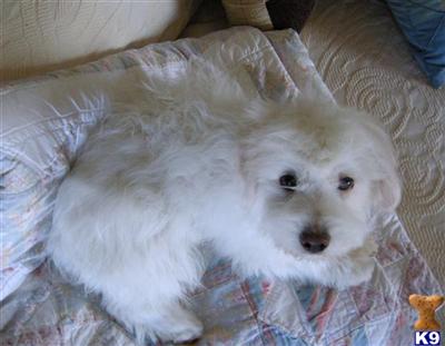 Coton De Tulear Puppies for Sale